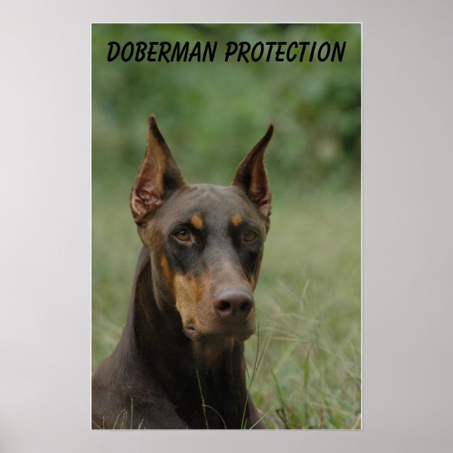 Poster Proteção Doberman (Frente)