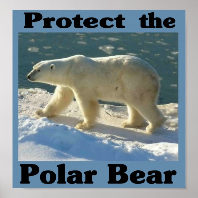 Poster Proteja o Urso Polar (Frente)