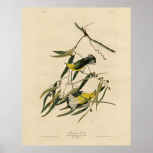 Poster Prothonotary Warbler - Aves da América de Audubon
