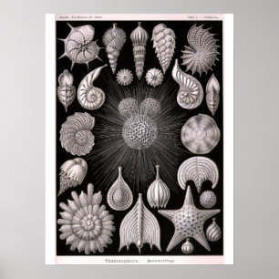 Poster Protozoa de THALAMOPHORA Kammerlinge