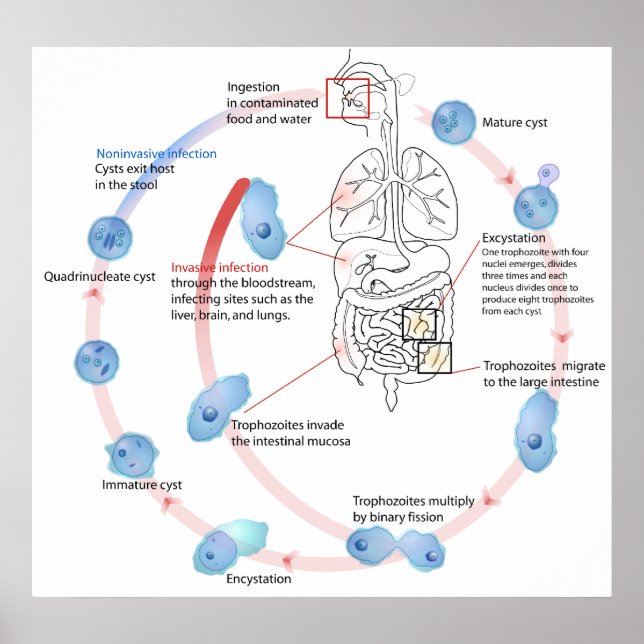 Poster Protozoário parasitário Entamoeba Histolytica Diag (Frente)