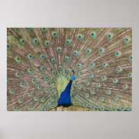 Proud Peacock