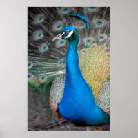 Proud Peacock