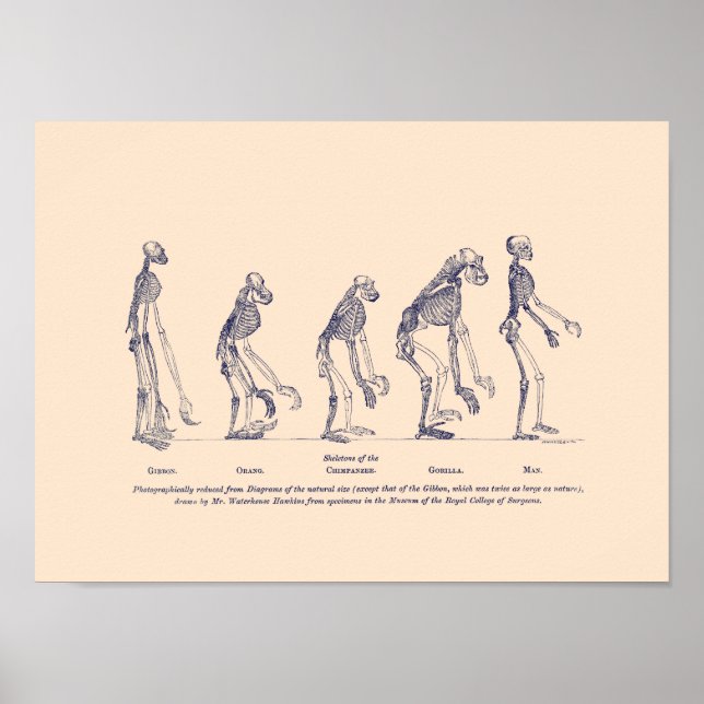 Poster Provas do lugar do homem na natureza (Frente)