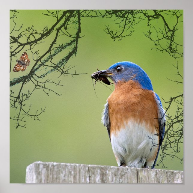 Poster Provedor Bluebird (Frente)