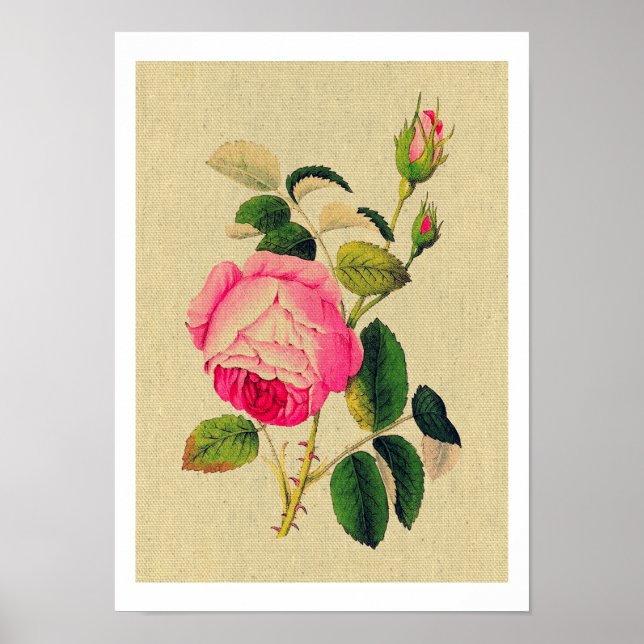 Poster Provence Rosa Vintage (Frente)