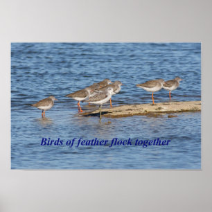 Poster Provérbio inglês do pássaro