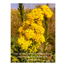 Proverbos 3:5 Bíblia verso