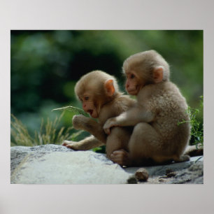 Pôster Província de Nagano, Japão