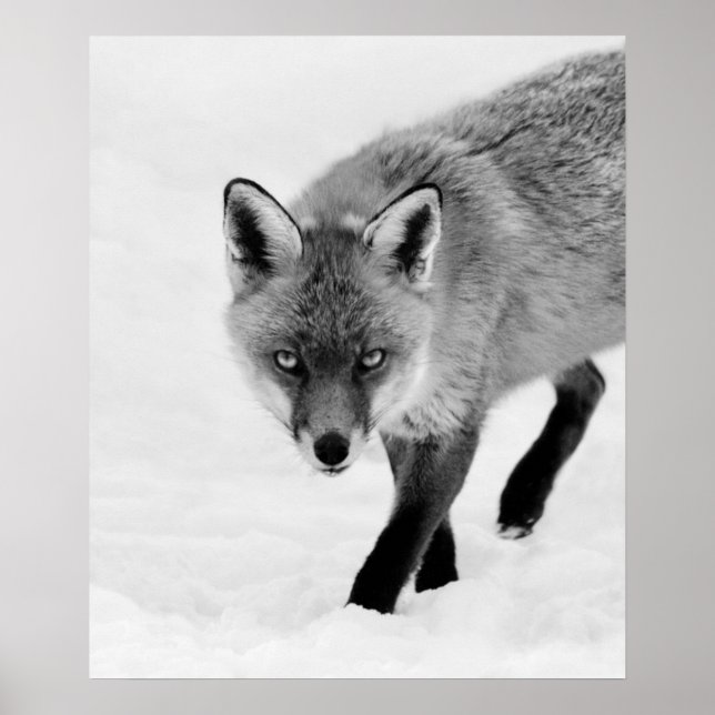 Poster Prowling Fox (Frente)