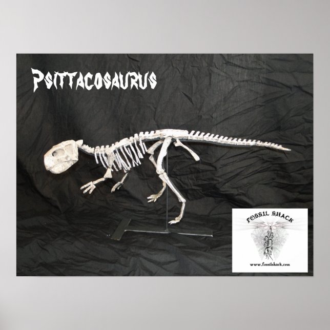 Pôster Psittacossauro Skeleton (Frente)