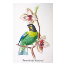 Psittacule Caica-Barraband - Aves do Brasil