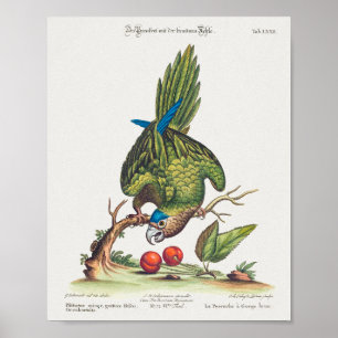 Poster Psittacus minor gutture fusco, occidentalis 1749
