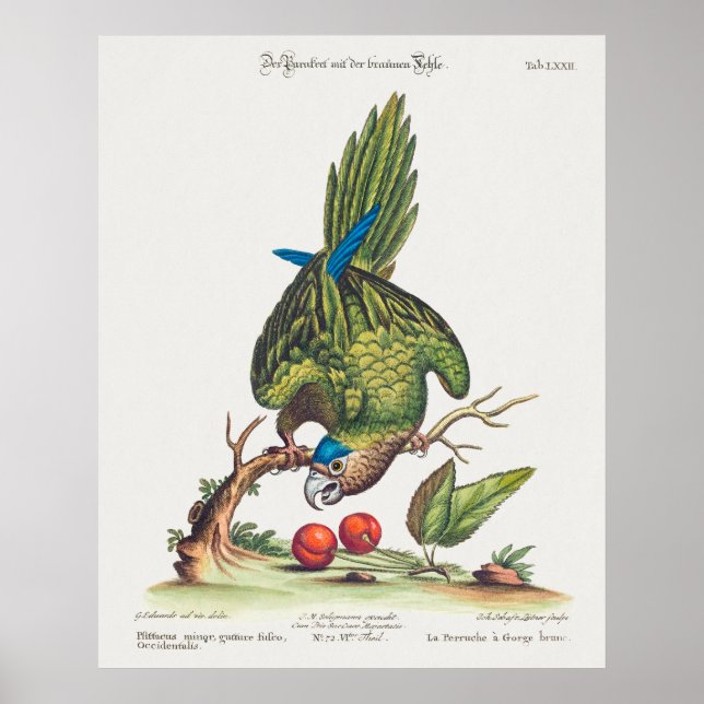 Poster Psittacus minor gutture fusco, occidentalis  1749 (Frente)