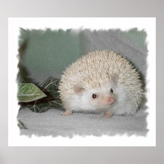 Poster Ptarmigan, o porco (Frente)