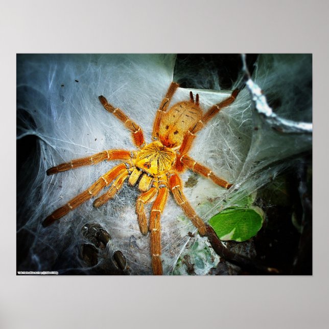 Poster Pterinochilus murinus (Frente)