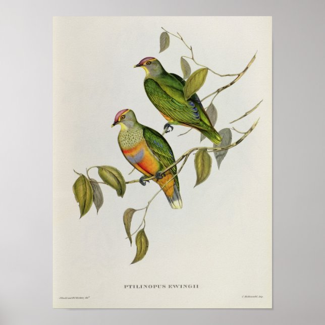Pôster Ptilinopus Ewingii (Frente)