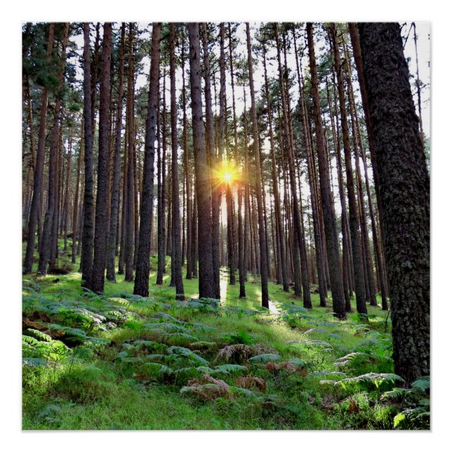 Pôster Puesta de Sol en el bosque (Frente)