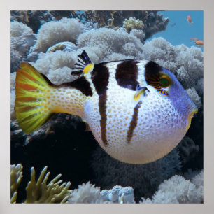 Poster Puffer Fish