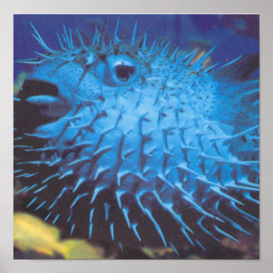 Poster Pufferfish