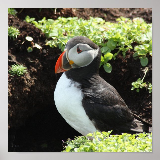 Pôster Puffin (Frente)
