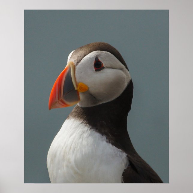 Poster Puffin (Frente)