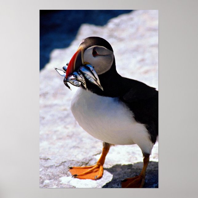 Poster Puffin (Frente)