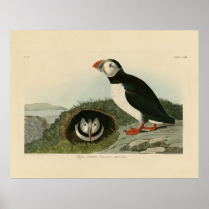 Poster Puffin Atlântico das Aves da América de Audubon