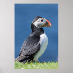 Poster Puffin Atlântico (Fratercula Arctica) No Cliff