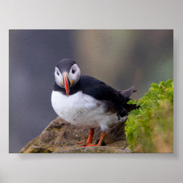 Poster Puffin bird in Iceland