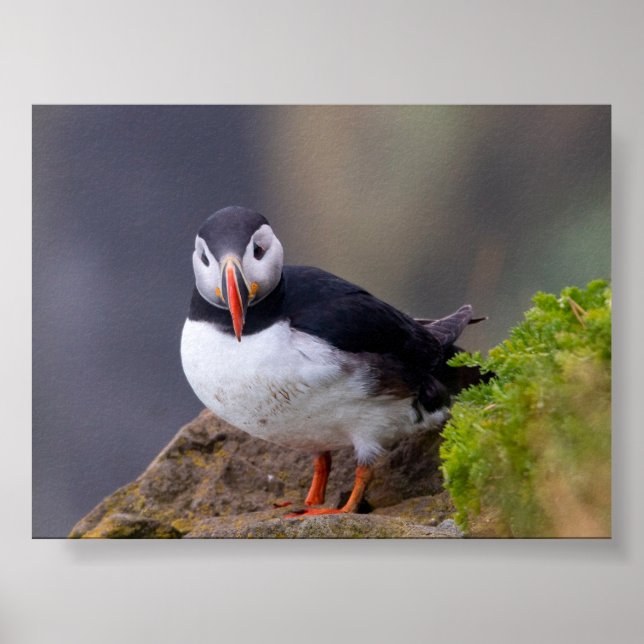 Poster Puffin bird in Iceland (Frente)