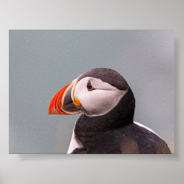 Poster Puffin bird in Iceland