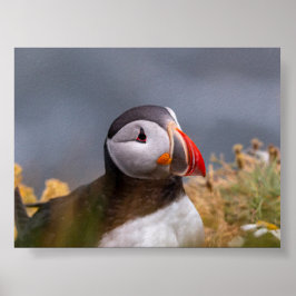 Poster Puffin bird in Iceland