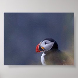 Poster Puffin bird in Iceland