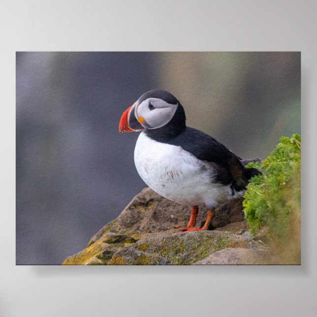 Poster Puffin bird in Iceland (Frente)