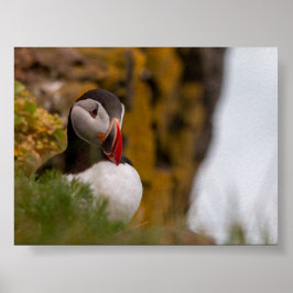 Poster Puffin bird in Iceland