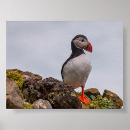 Poster Puffin bird in Iceland