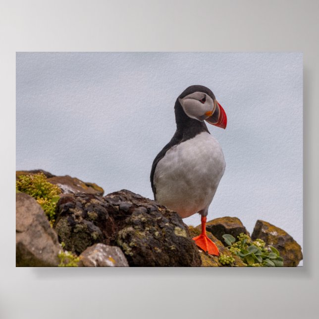 Poster Puffin bird in Iceland (Frente)
