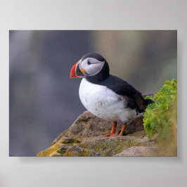 Poster Puffin bird in Iceland