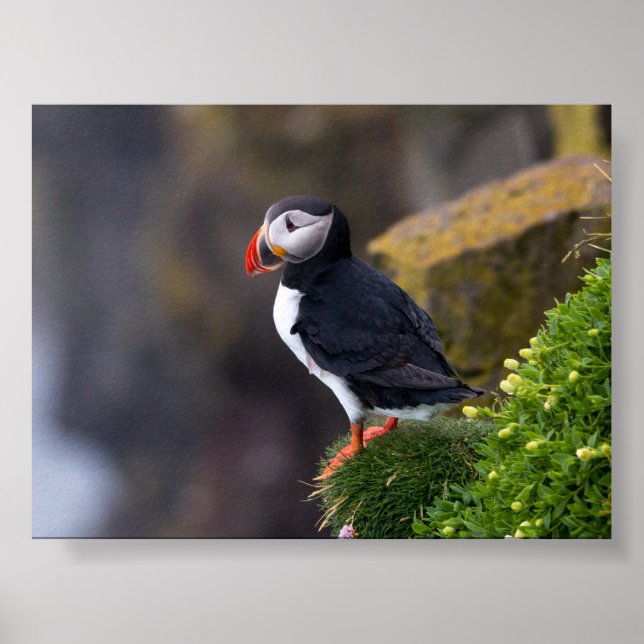 Poster Puffin bird in Iceland (Frente)