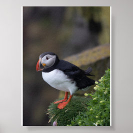 Poster Puffin bird in Iceland