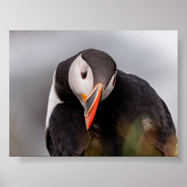 Poster Puffin bird in Iceland (Frente)