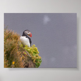 Poster Puffin bird in Iceland