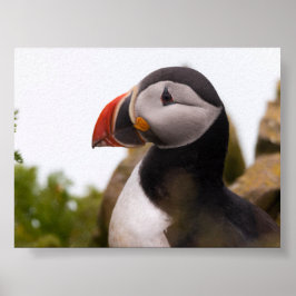 Poster Puffin bird in Iceland