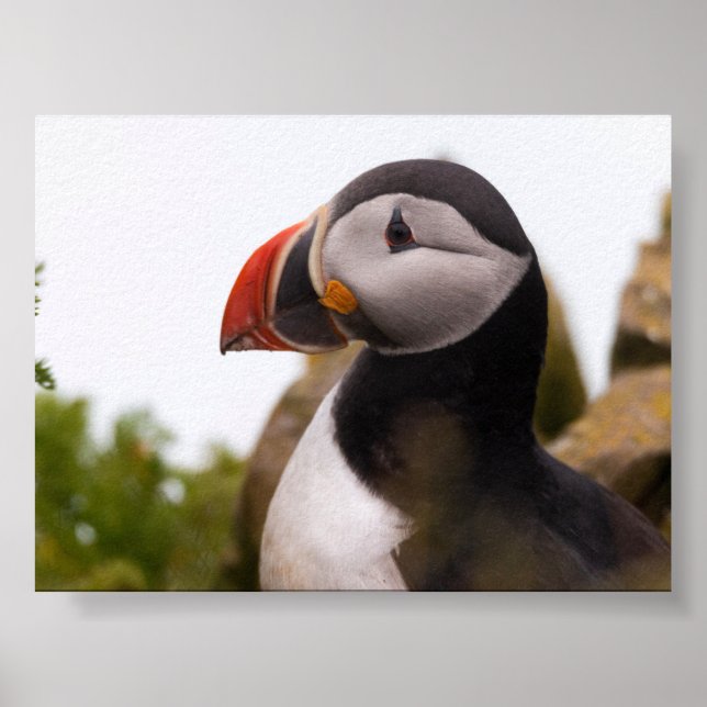 Poster Puffin bird in Iceland (Frente)