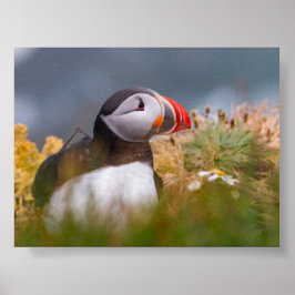 Poster Puffin bird in Iceland