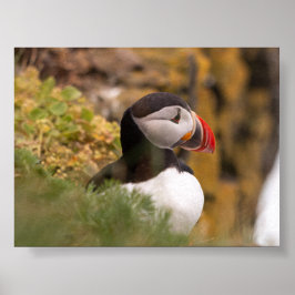 Poster Puffin bird in Iceland