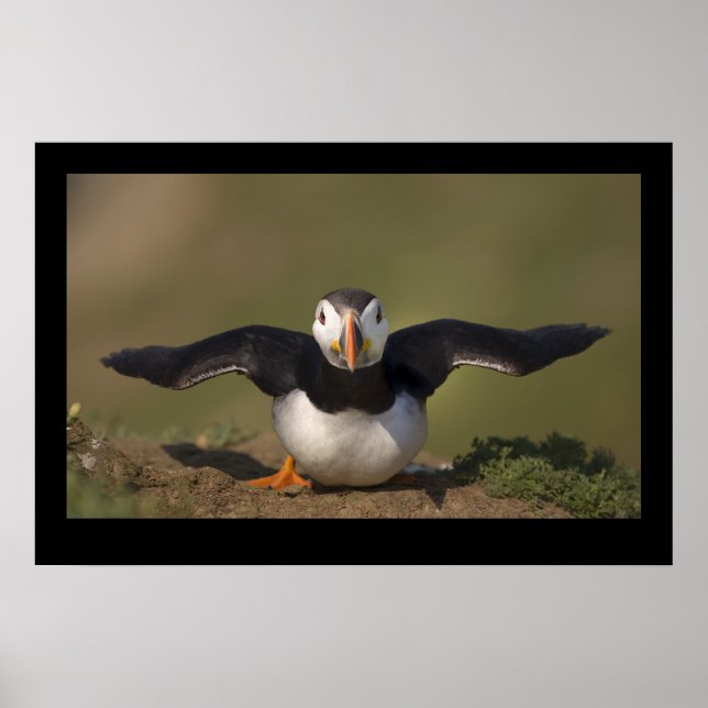 Poster Puffin de Flaping (Frente)