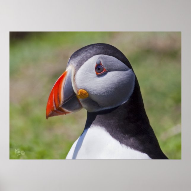 Pôster Puffin Portrait Print (Frente)