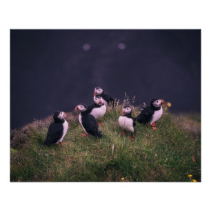 Pôster Puffins Atlântico